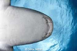 A friendly Nurse Shark passes over my head by Stew Smith 